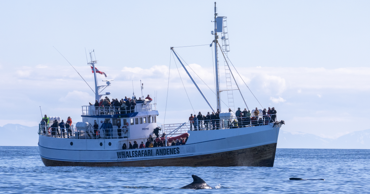 Hvalsafari Andenes med stor båt - Visit Lofoten