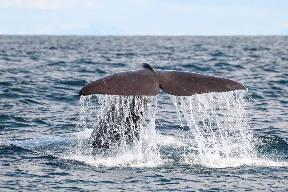 Arctic Whale Tours